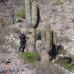 Cactus- Ruta 52